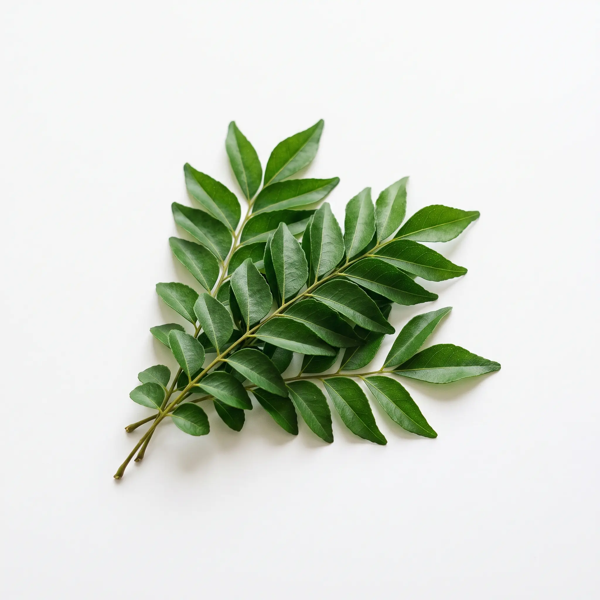 Curry Leaves